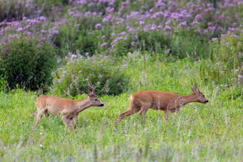 European roe deer (Capreolus capreolus) buck chasing doe in heat before mating in meadow during the