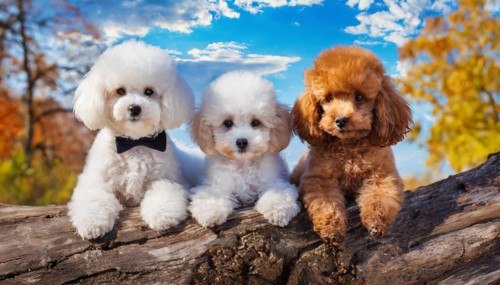 AI generated, animals, mammals, dog, domestic dogs (Canis lupus familiaris), three animals, puppies