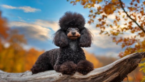 KI generated, animals, mammals, dog, domestic dogs (Canis lupus familiaris), black, black,