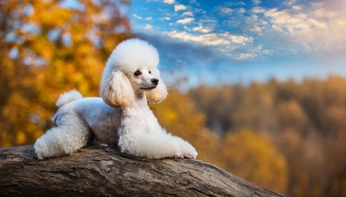 AI generated, animals, mammals, dog, domestic dogs (Canis lupus familiaris), white, white, autumn,