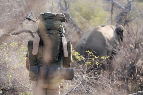 Man with elephant in the background, Limpopo, South Africa, Africa