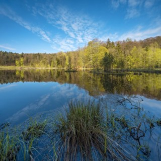 Lake Albertsee in the morning light, swampy sinkhole lake with floating islands in Frauenseer