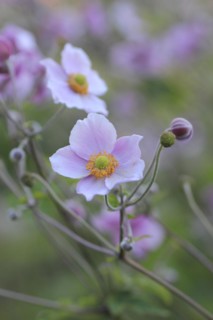Chinese anemone (Anemone hupehensis), North Rhine-Westphalia, Germany, Europe