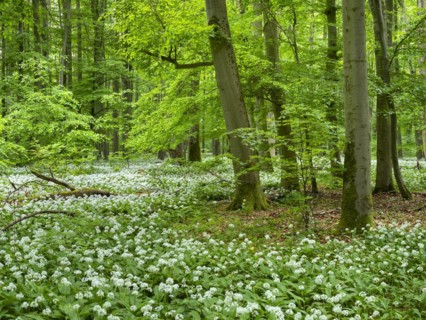 Ramson (Allium ursinum) in the beech forest, Hainich National Park, Bad Langensalza, Thuringia,
