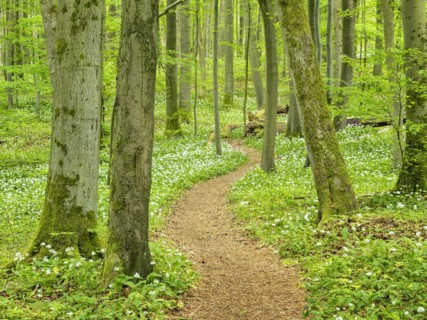 Hiking trail through the ramson (Allium ursinum) in the beech forest, Hainich National Park, Bad