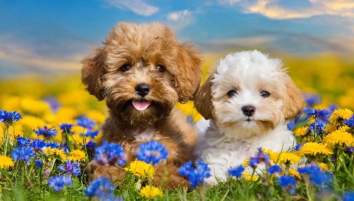 KI generated, animal, animals, mammal, mammals, Maltipoo (Canis lupus familiaris), dog, dogs,