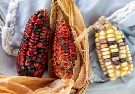 San Pablo Huitzo, Oaxaca, Mexico, Farmers are part of a cooperative that uses agroecological