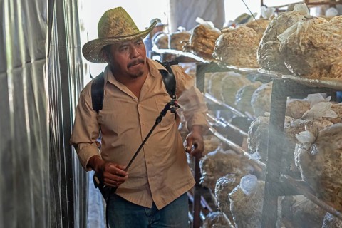 San Pablo Huitzo, Oaxaca, Mexico, Porfirio Morales sprays moisture on bags of oyster mushrooms