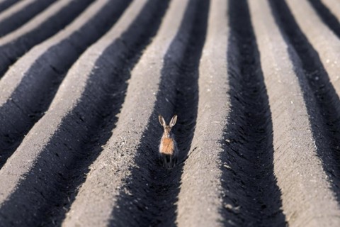 European brown hare (Lepus europaeus) sitting in furrow of freshly planted ridge-row potato field