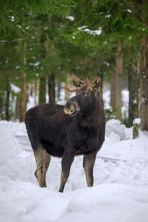 Moose, elk (Alces alces) young bull with small antlers foraging in coniferous forest in the snow in