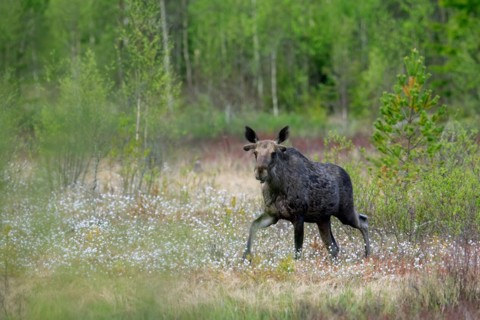 Moulting moose, elk (Alces alces) young bull with antlers covered in velvet foraging in swamp,