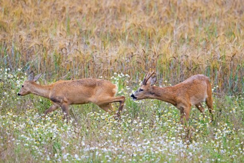 European roe deer (Capreolus capreolus) buck chasing doe in heat before mating in wheat field