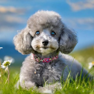 KI generated, animals, mammals, dog, domestic dogs (Canis lupus familiaris), silver, grey-silver