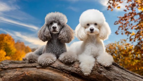 AI generated, animals, mammals, dog, domestic dogs (Canis lupus familiaris), two animals, silver,