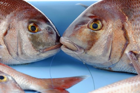 Various Mediterranean fish, fish market at the old harbour, Vieux Port, Marseille, close-up of two