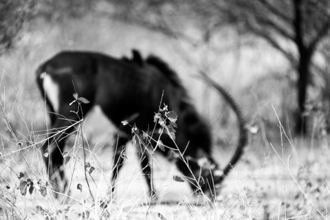 Sable antelope, South Africa, Africa