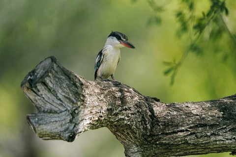 Striped fleece, South Africa, Limpopo, Africa