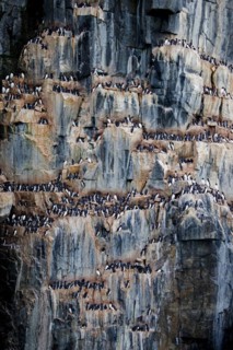 Thick-billed murres, Bruennich's guillemots (Uria lomvia) nesting on rock ledges in sea cliff at