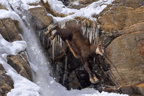 Alpine chamois (Rupicapra rupicapra) fleeing male in dark winter coat descending steep gully in