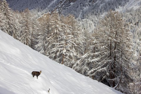 Alpine chamois (Rupicapra rupicapra) solitary male in dark winter coat in deep snow on mountain