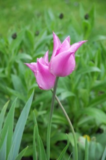 Langenburg Castle, Wet purple tulip (Tulipa) after rain with green leaves, Langenburg Castle,