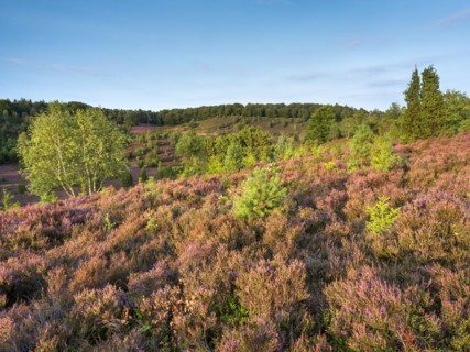 Typical heath landscape in the Totengrund near Wilsede with juniper and flowering heather,