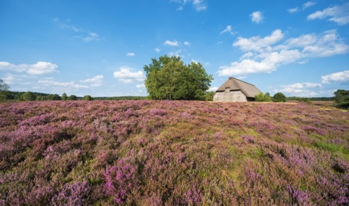 Typical heath landscape with old sheepfold, juniper and flowering heather, Lueneburg Heath, Lower