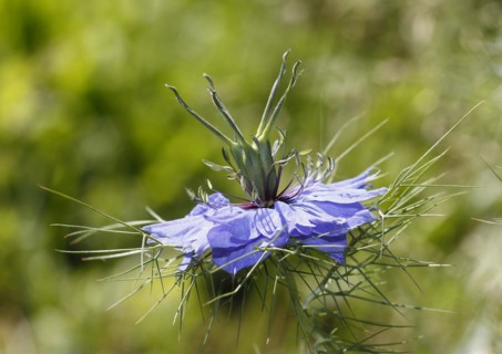Genuine black cumin (Nigella sativa), North Rhine-Westphalia, Germany, Europe