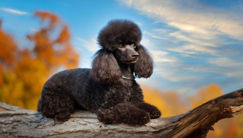 KI generated, animals, mammals, dog, domestic dogs (Canis lupus familiaris), black, black,