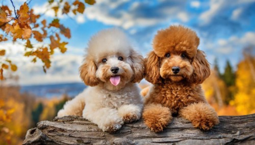 AI generated, animals, mammals, dog, domestic dogs (Canis lupus familiaris), two animals,