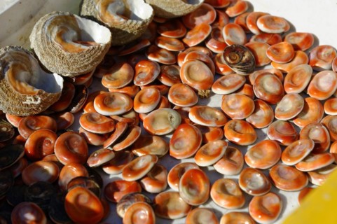 Seafood sale at the harbour, Marseille, Fresh open mussels with brown shells, offered at a market,