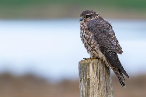 Eurasian merlin (Falco columbarius aesalon) female perched on wooden fence post along wetland in