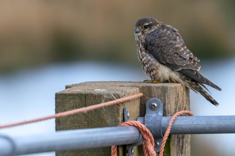 Eurasian merlin (Falco columbarius aesalon) female perched on wooden fence post along farmland in