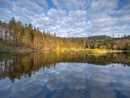 Lake Albertsee in the morning light, swampy sinkhole lake in Frauenseer Forst, Marksuhl, Thuringia,