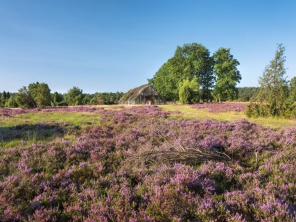 Typical heath landscape with old sheepfold, juniper and flowering heather, Lueneburg Heath, Lower