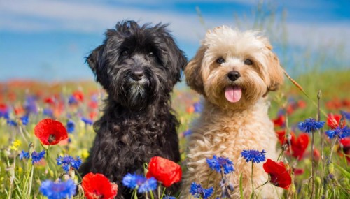KI generated, animal, animals, mammal, mammals, Maltipoo (Canis lupus familiaris), dog, dogs,