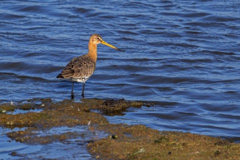 Black-tailed godwit (Limosa limosa) in breeding plumage foraging in wetland in late winter, early