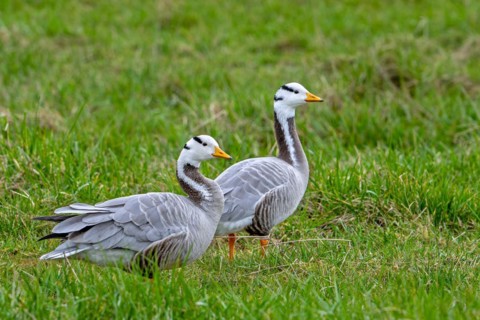 Bar-headed goose (Anser indicus) couple foraging in grassland, exotic species native to Central