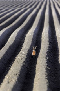 European brown hare (Lepus europaeus) sitting in furrow of freshly planted ridge-row potato field
