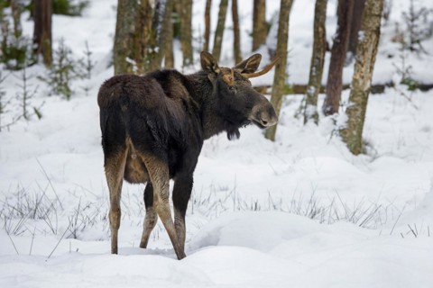 Moose, elk (Alces alces) young bull with small antlers foraging in coniferous forest in the snow in