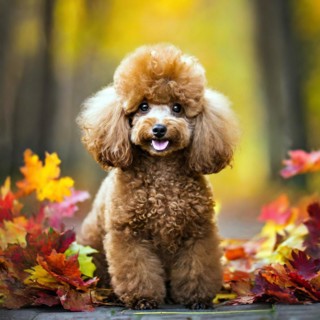 Ai generated, animals, mammals, dog, domestic dogs (Canis lupus familiaris), red-brown, autumn,