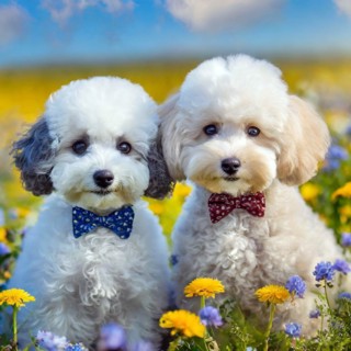 KI generated, animals, mammals, dog, domestic dogs (Canis lupus familiaris), two white poodles