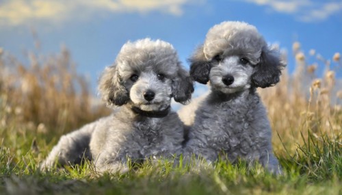 KI generated, animals, mammals, dog, domestic dogs (Canis lupus familiaris), two animals,