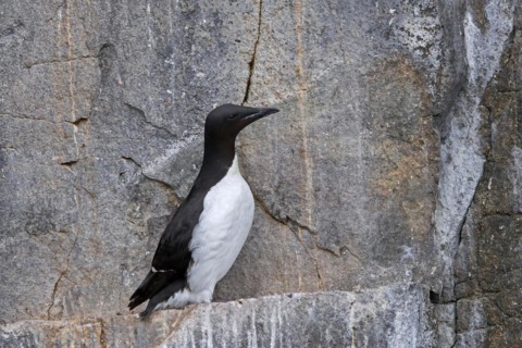 Thick-billed murre, Bruennich's guillemot (Uria lomvia) resting on rock ledge in sea cliff at