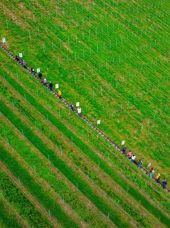 A queue of people walks along a well-tended vineyard, Jesus Grace Chruch, Weitblickweg, Easter