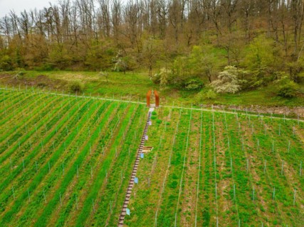 Visitors view art objects in a living green vineyard, Jesus Grace Chruch, Weitblickweg, Easter