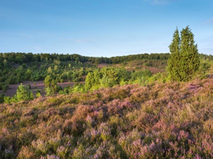 Typical heath landscape in the Totengrund near Wilsede with juniper and flowering heather,