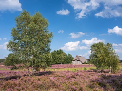 Typical heath landscape with old sheepfold, juniper and flowering heather, Lueneburg Heath, Lower
