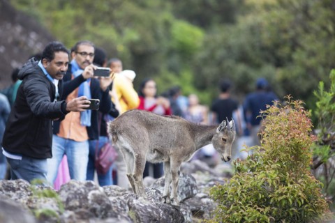 Indian men photographing a Nilgiri tahr (Nilgiritragus hylocrius, until 2005 Hemitragus hylocrius)