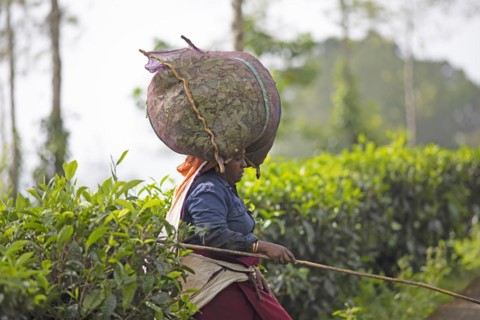 Indian tea picker carrying a big bag of tea leaves on her head, Munnar, Kerala, India, Asia